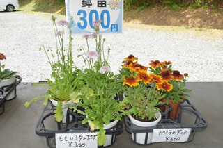 DSC_8496.JPG