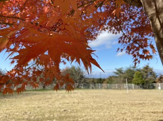 S__135987204_0.jpg