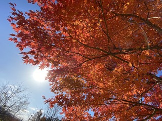 S__135987206_0.jpg