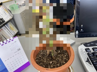 S__15548421.jpg