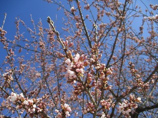 IMG_4586.jpg