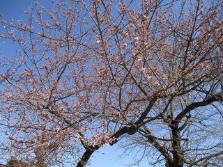 IMG_4587.jpg