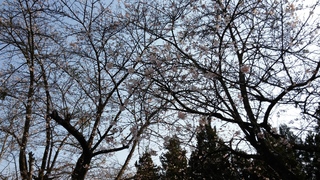 桜.jpg